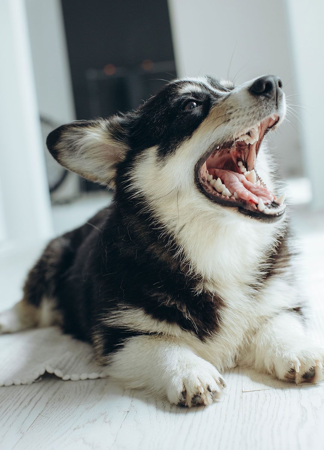 cute black and white corgi puppy yawning