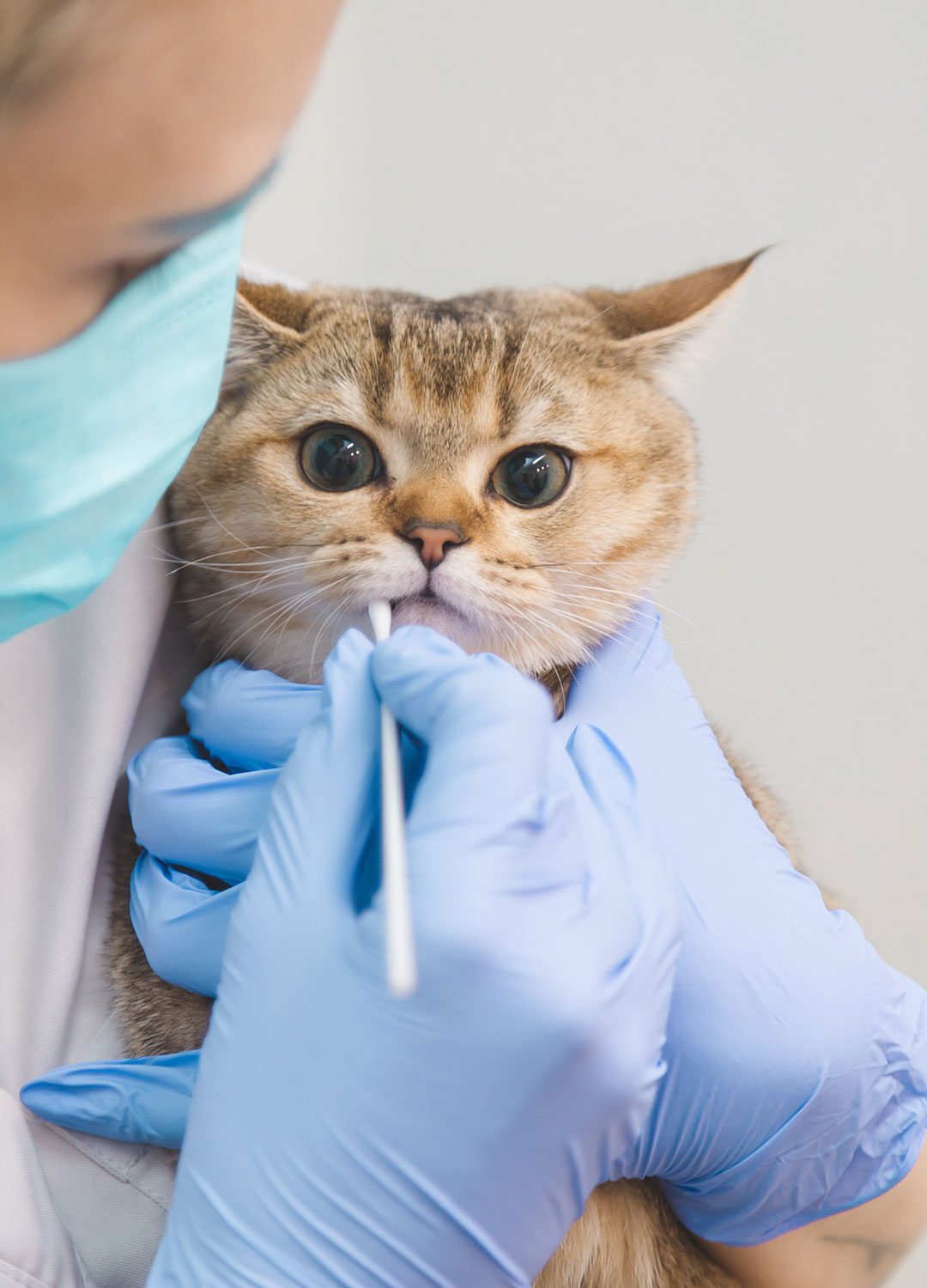 female veterinarian using Q-tip to take sample from cat's mouth
