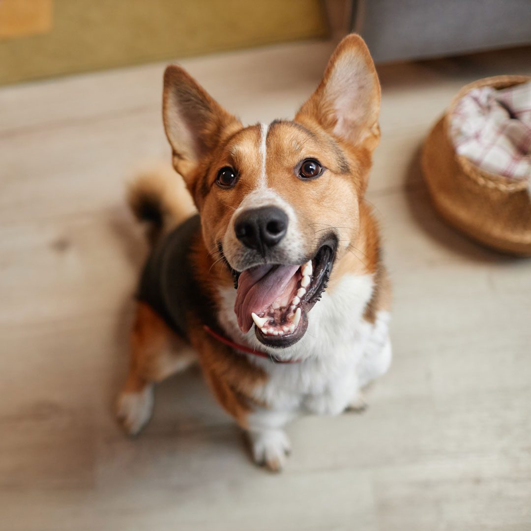 top down perspective of happy dog looking up