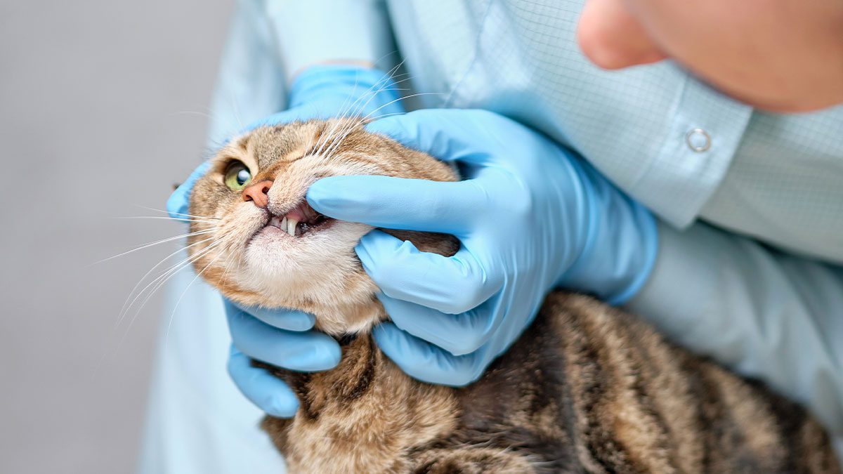 Cat and Dog Tooth Extraction in Glen Ellyn, IL | Advanced Veterinary ...