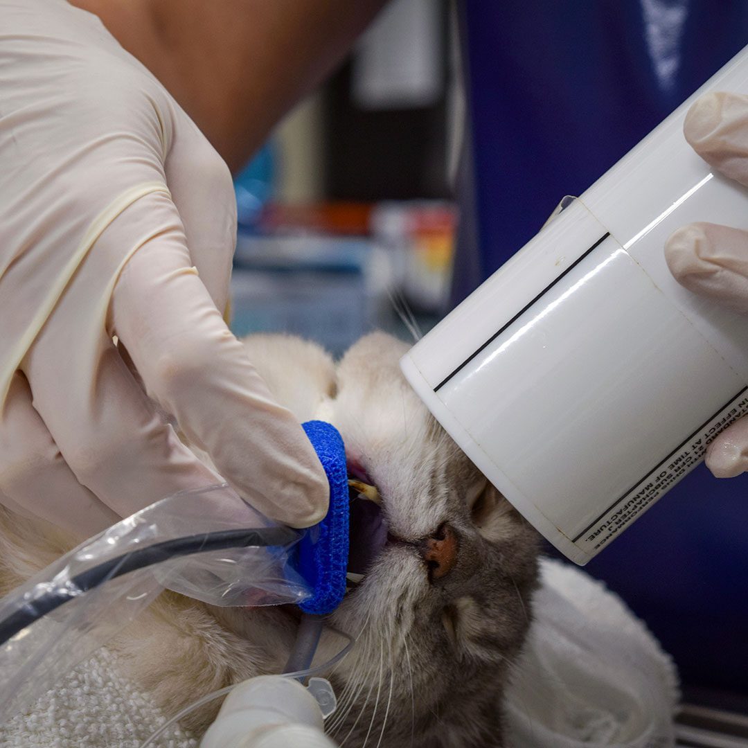 veterinarian taking an x-ray of a cat's teeth