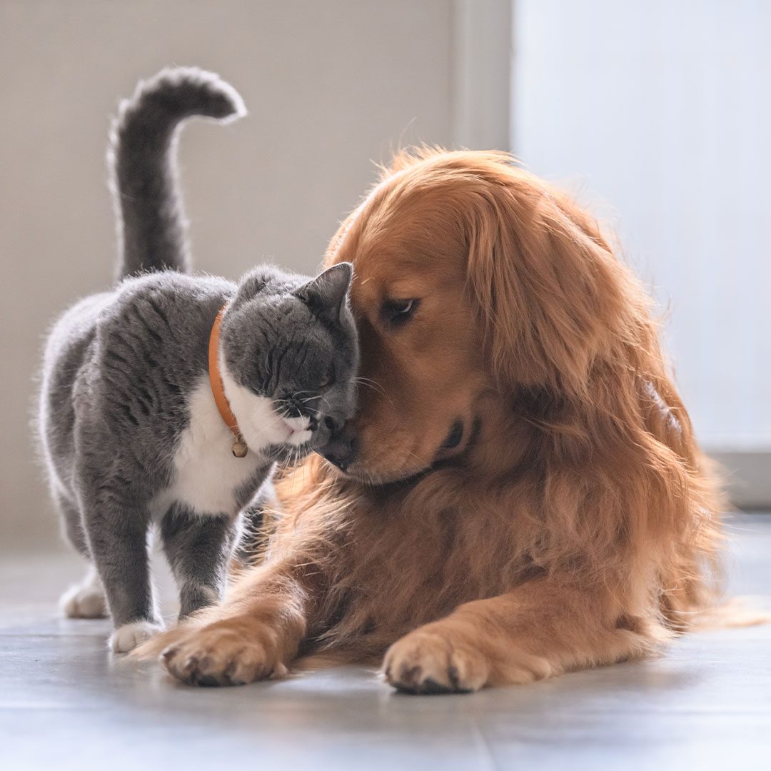 grey and white cat nuzzling golden retriever lying on floor