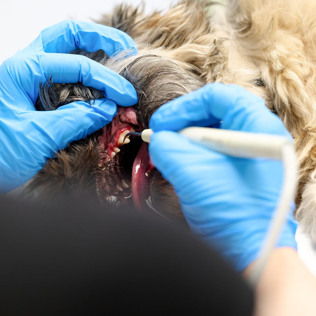 cleaning the teeth of a dog