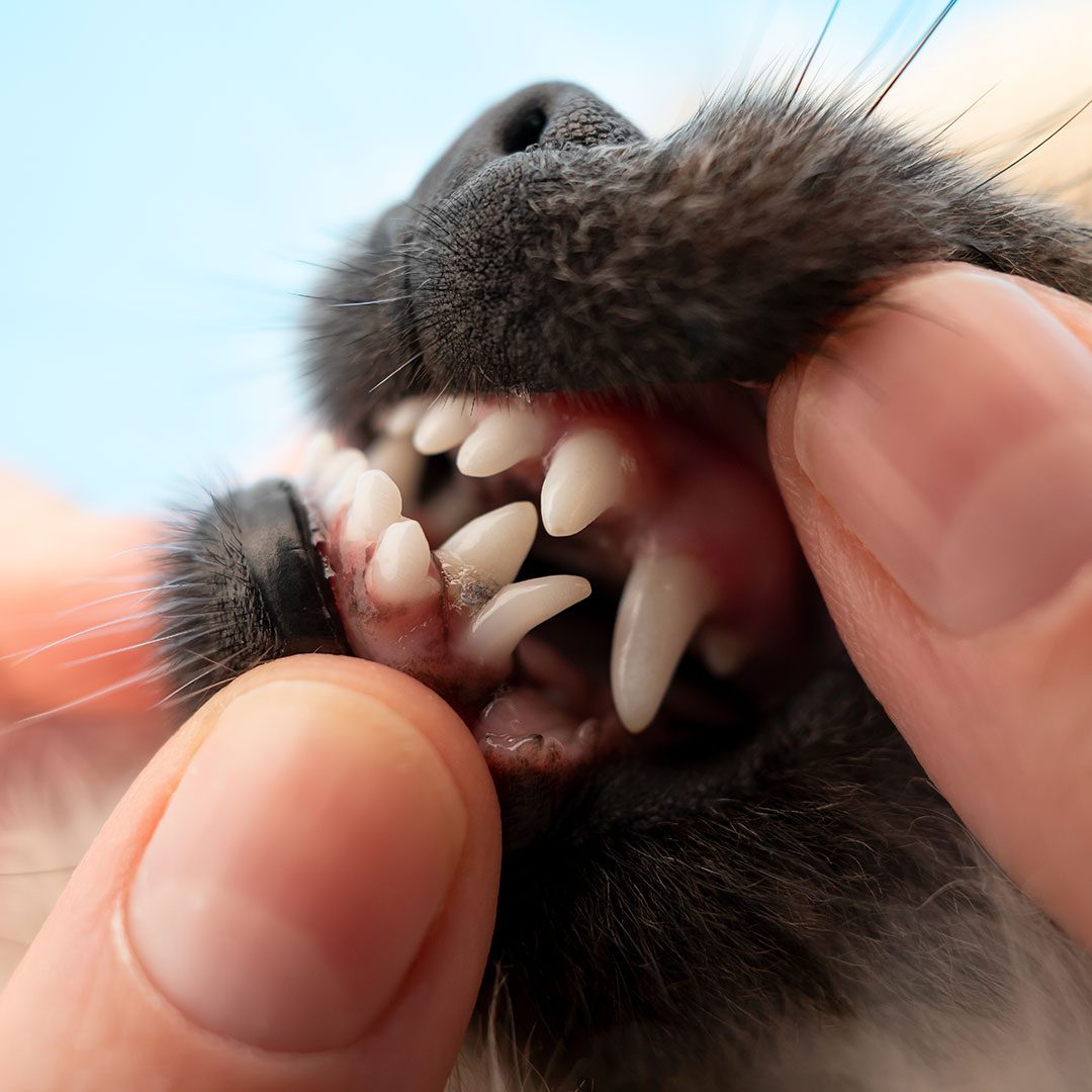 close up of dog with malocclusion and baby teeth as well as double milk fang