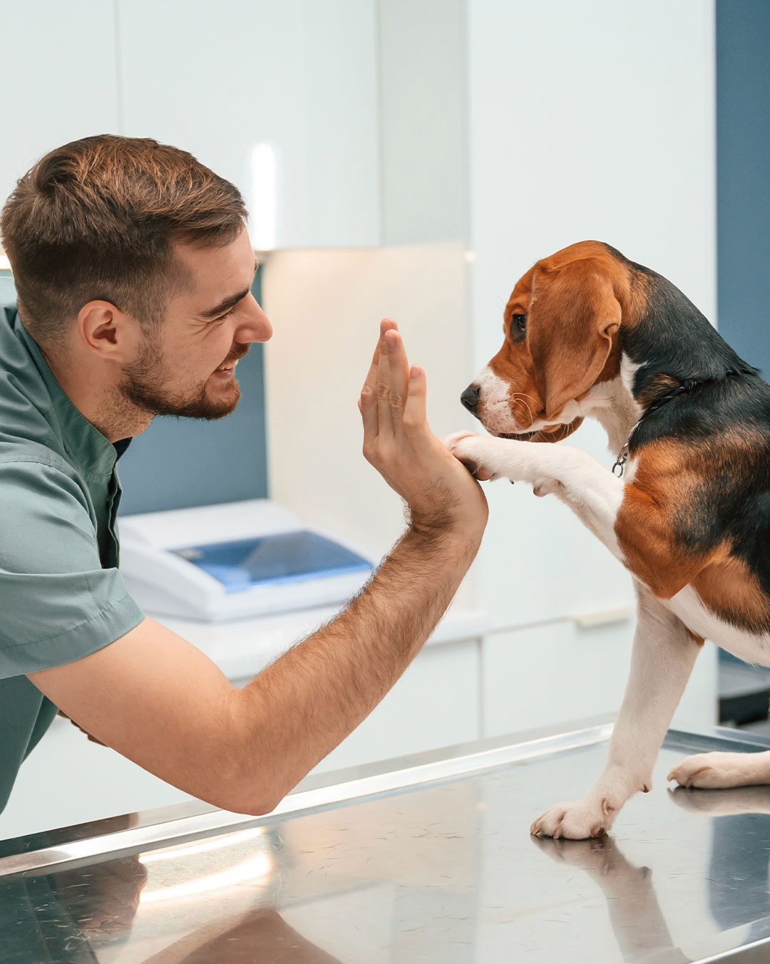 male veterinarian high-fiving beagle dog sitting on exam table