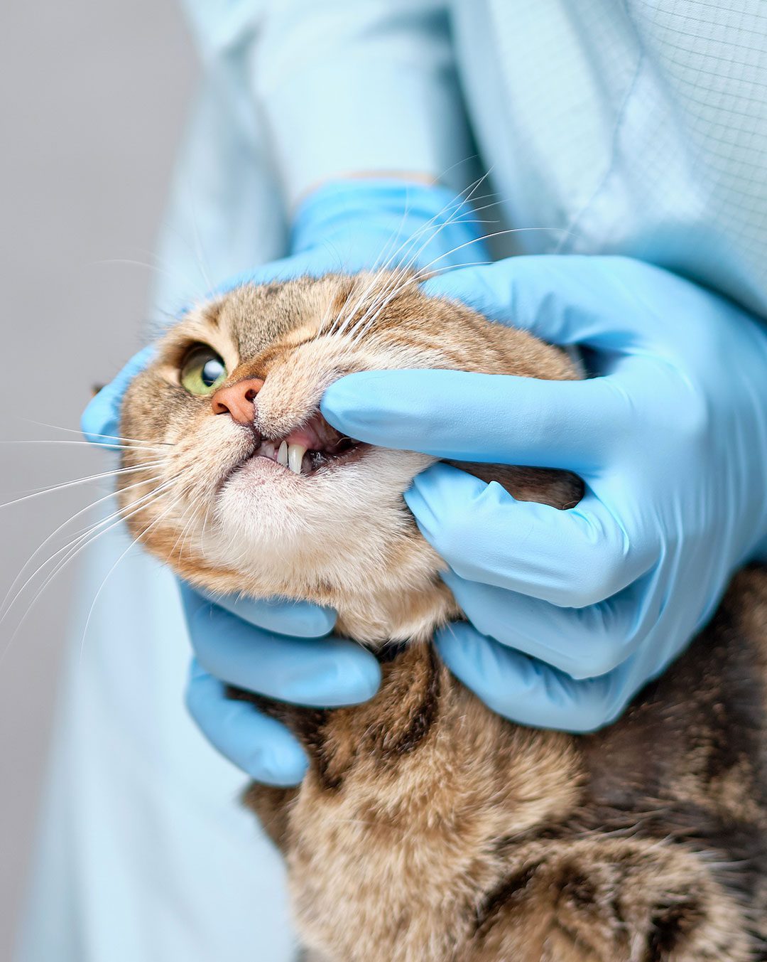 veterinarian wearing blue surgical gloves examining cat's teeth