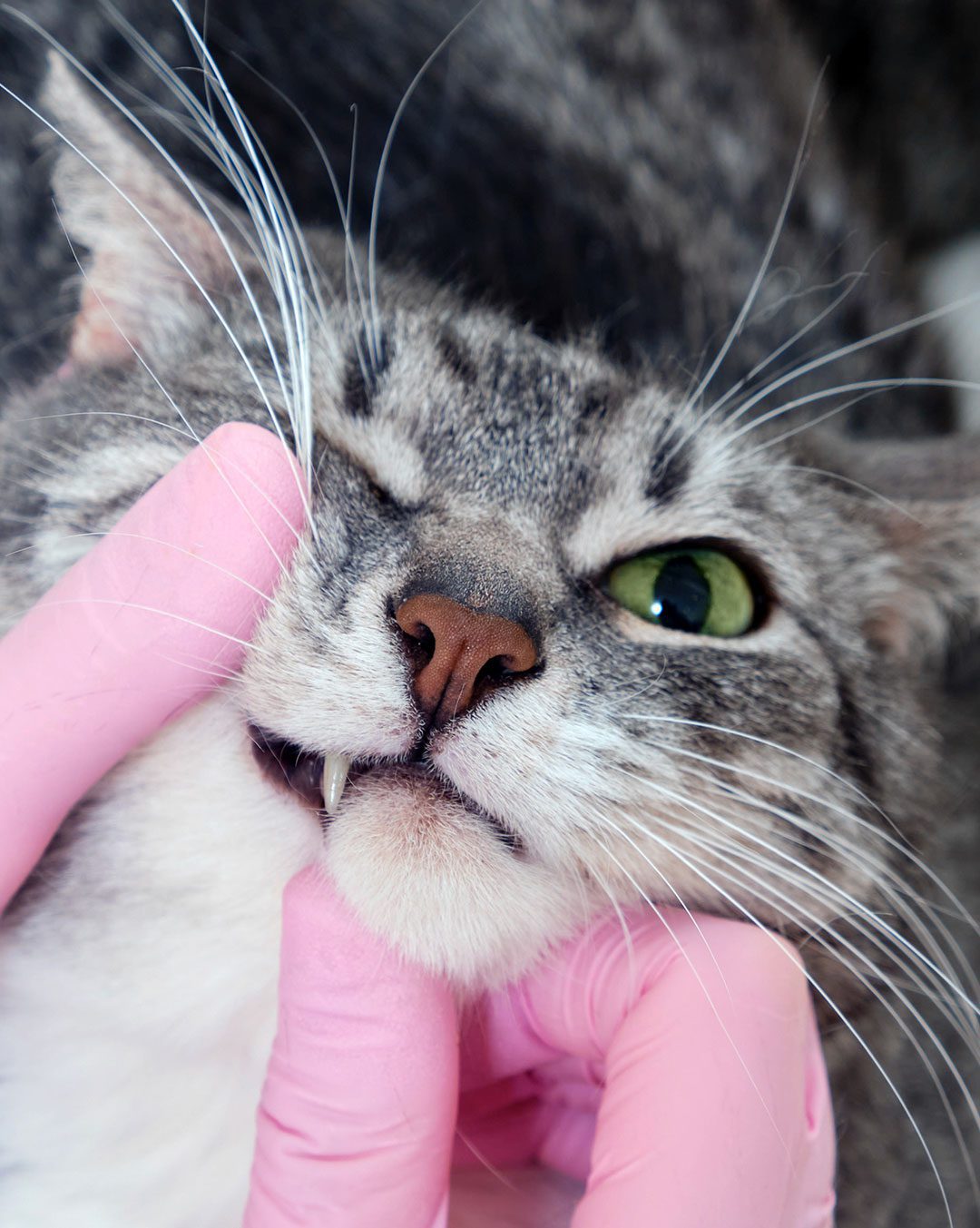 veterinarian wearing pink gloves examining cat's teeth