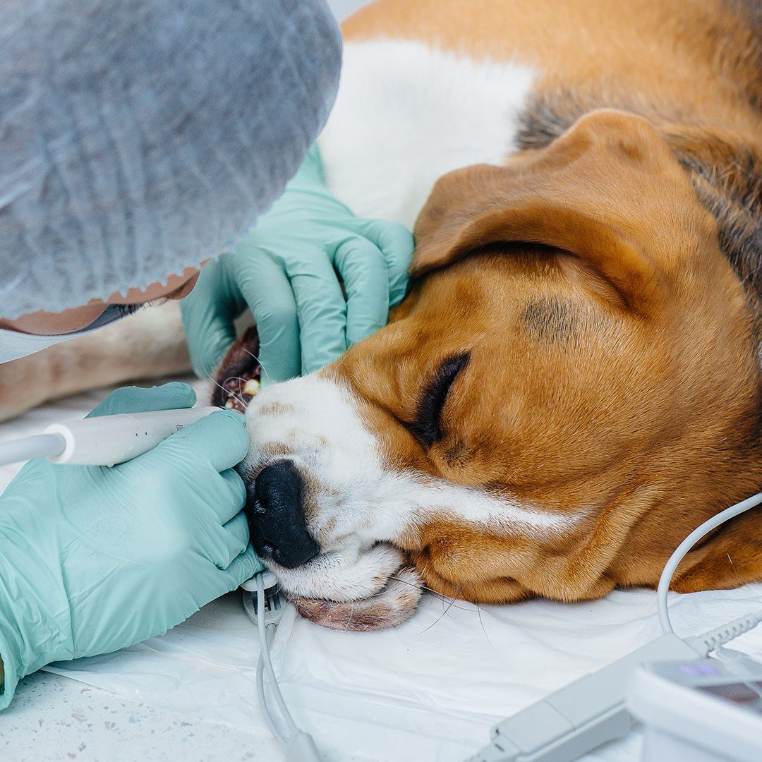male veterinarian performing dental work on sedated beagle dog