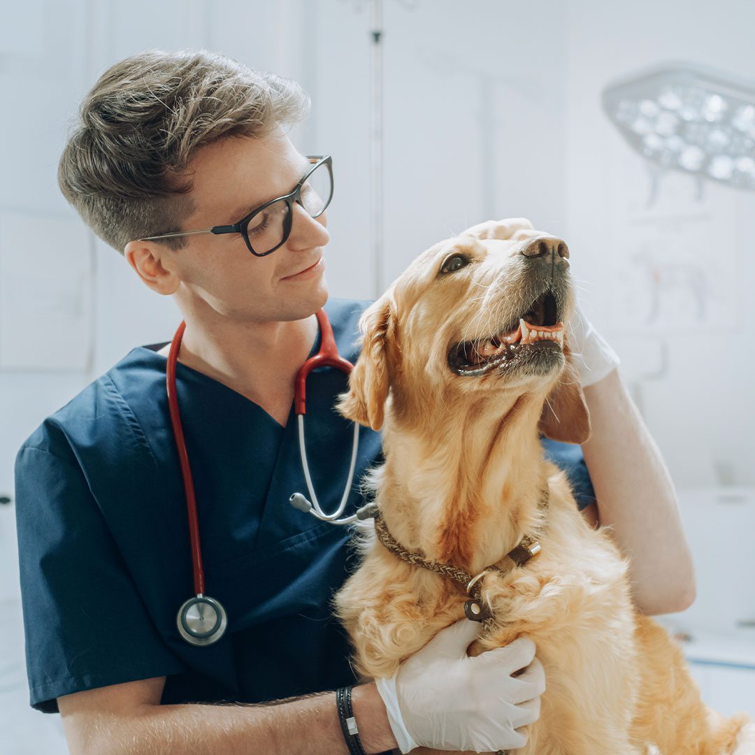 male veterinarian smiling while petting golden retriever