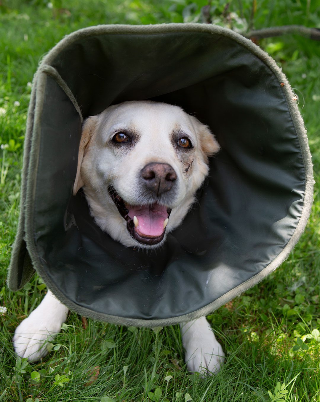 labrador retriever wearing dark cone recovering from facial injury repair outdoors
