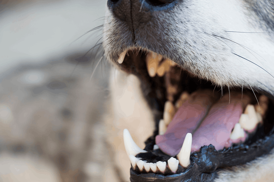 Dog Teeth