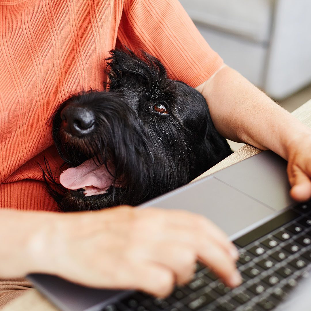 happy black labrador retriever with male owner using laptop on table