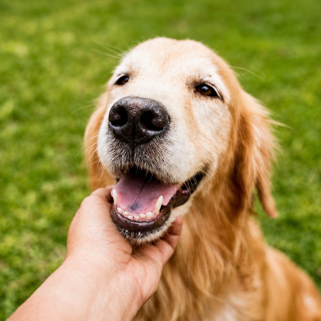 man petting his smiling Golden Retriever