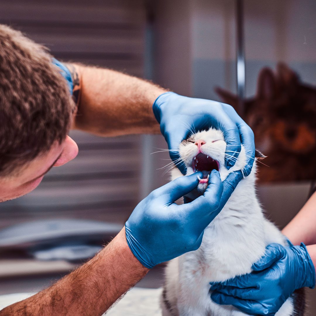 male veterinarian wearing blue surgical gloves examining cat's teeth