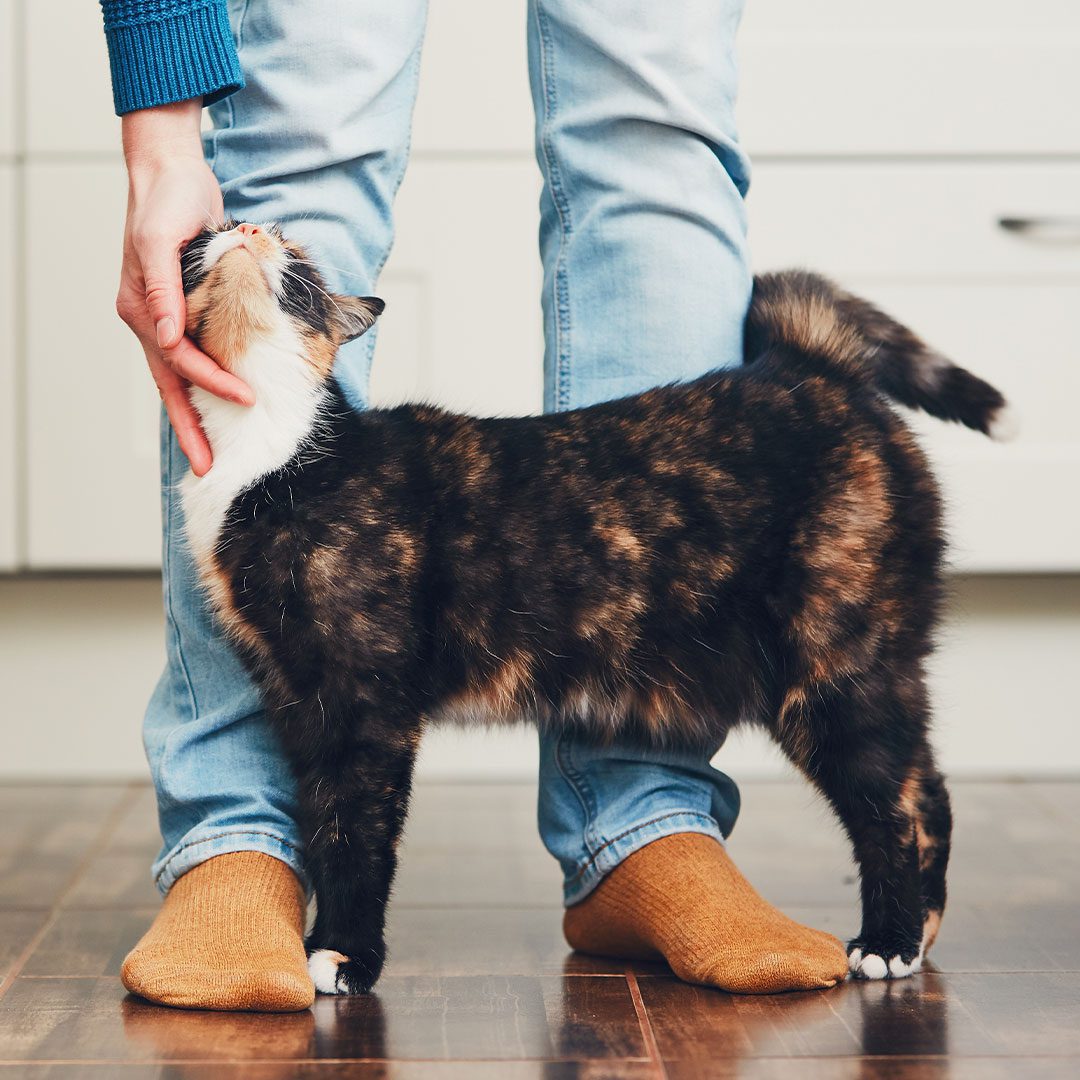 owner petting calico cat indoors