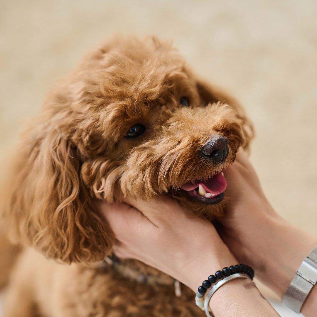 owner petting happy goldendoodle dog at home