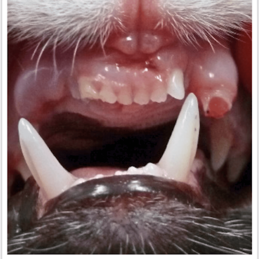 up close view of a pets mouth and teeth