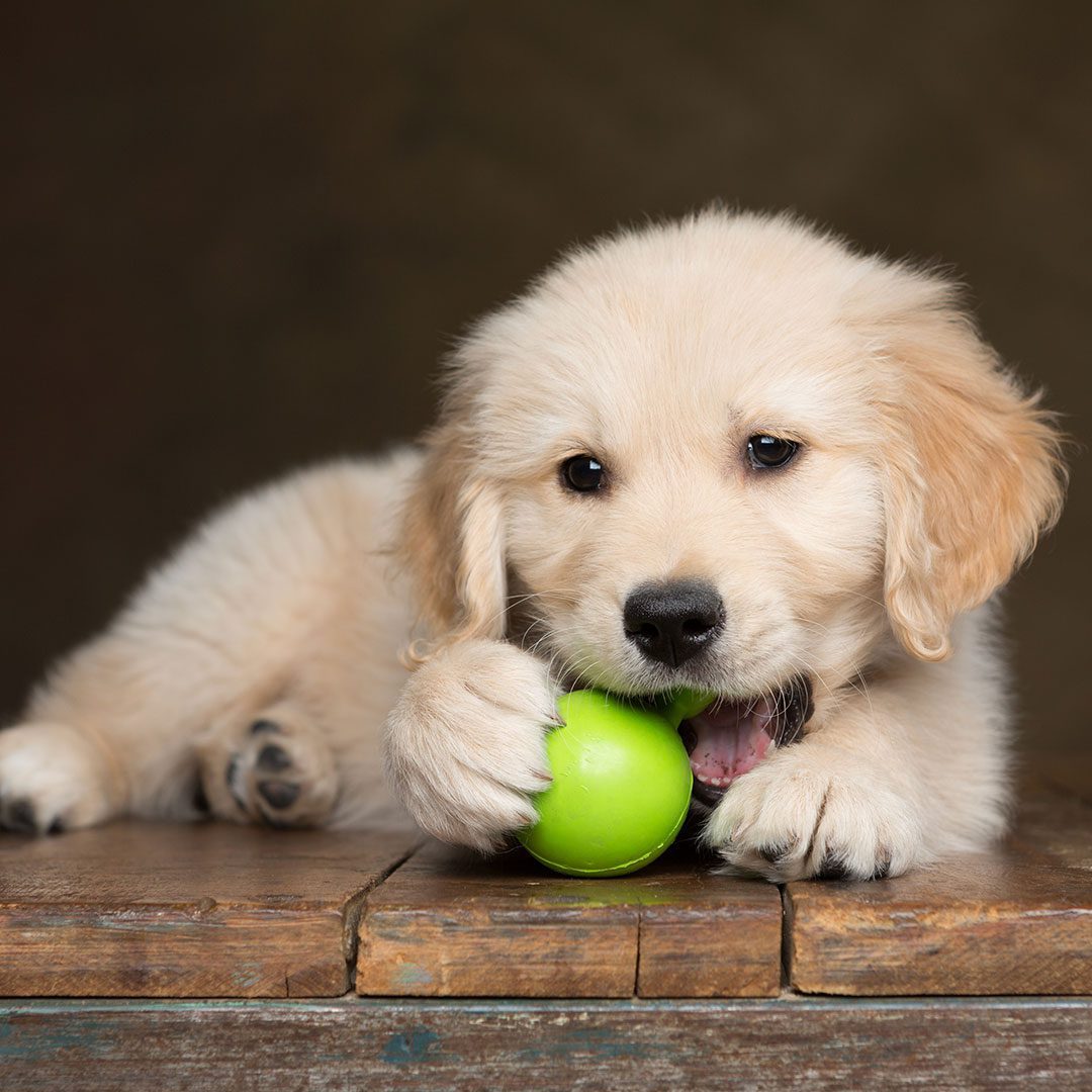 golden retriever puppy chewing on lime green plastic toy ball