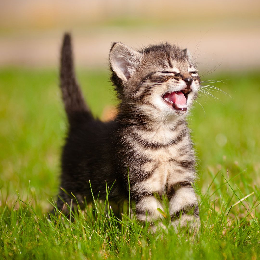 tabby kitten standing outdoors meowing