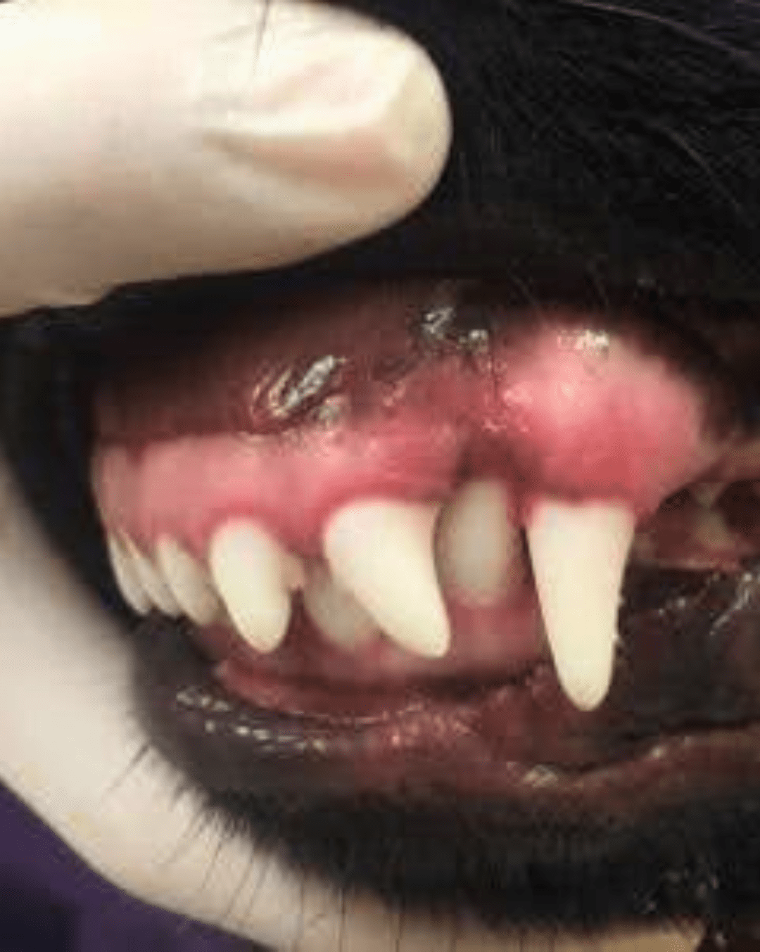 up close view of dogs teeth being held open by a gloved hand