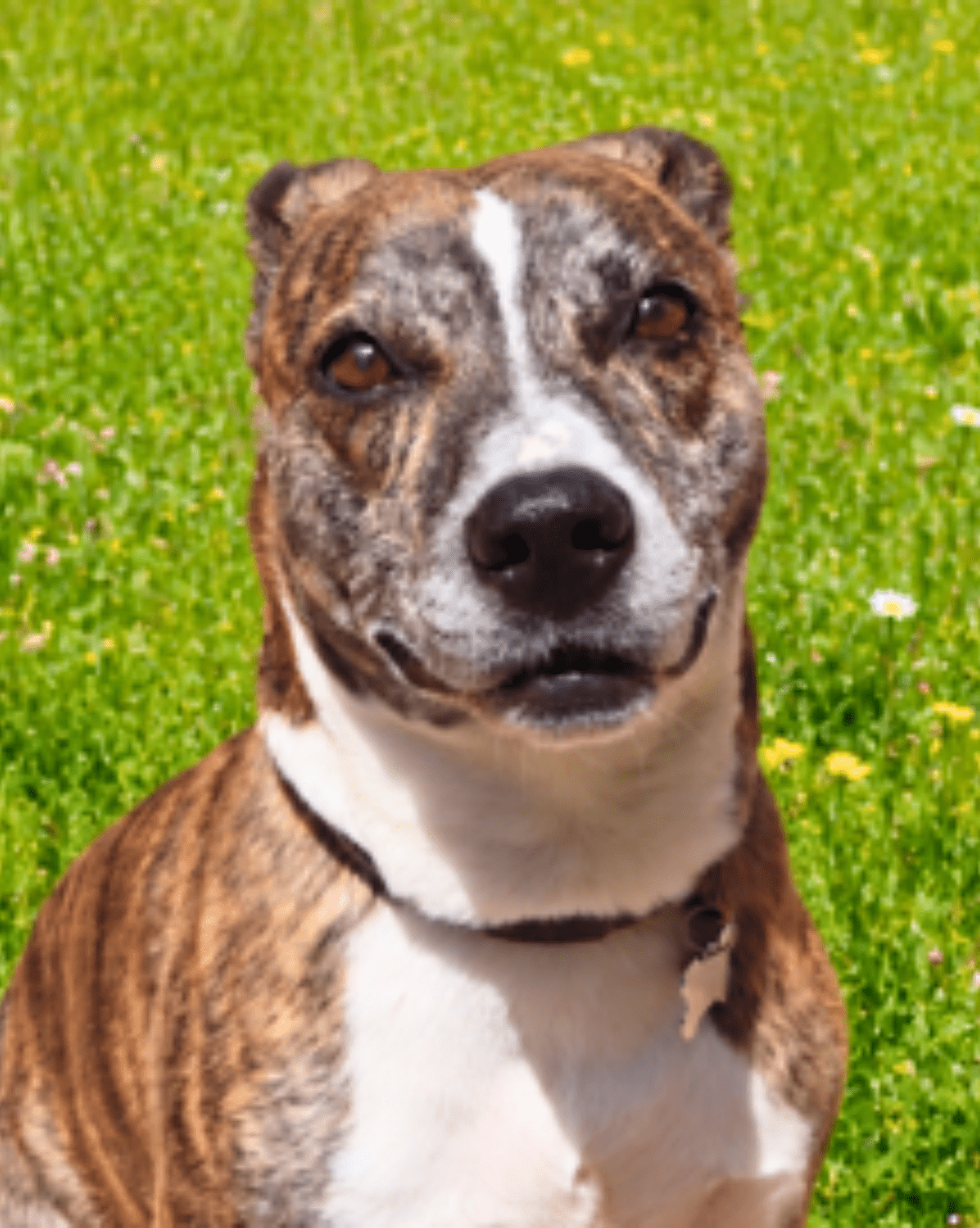 Brindle dog sitting on a green lawn