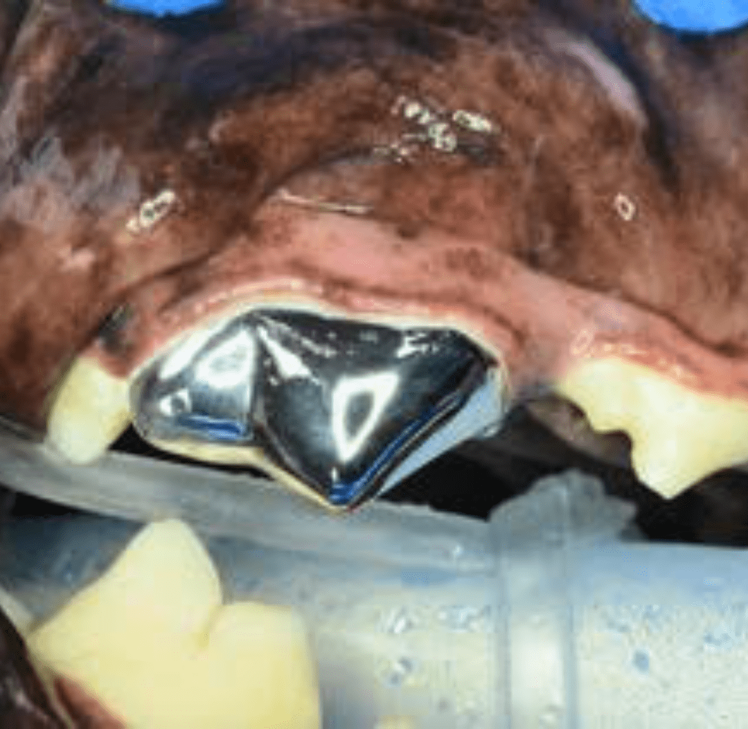 dog dental crown up close