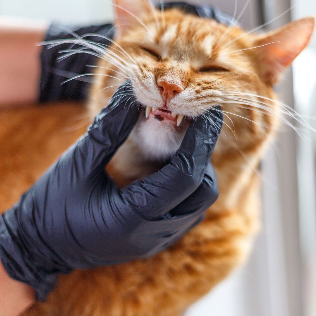 veterinarian checking orange cat's teeth