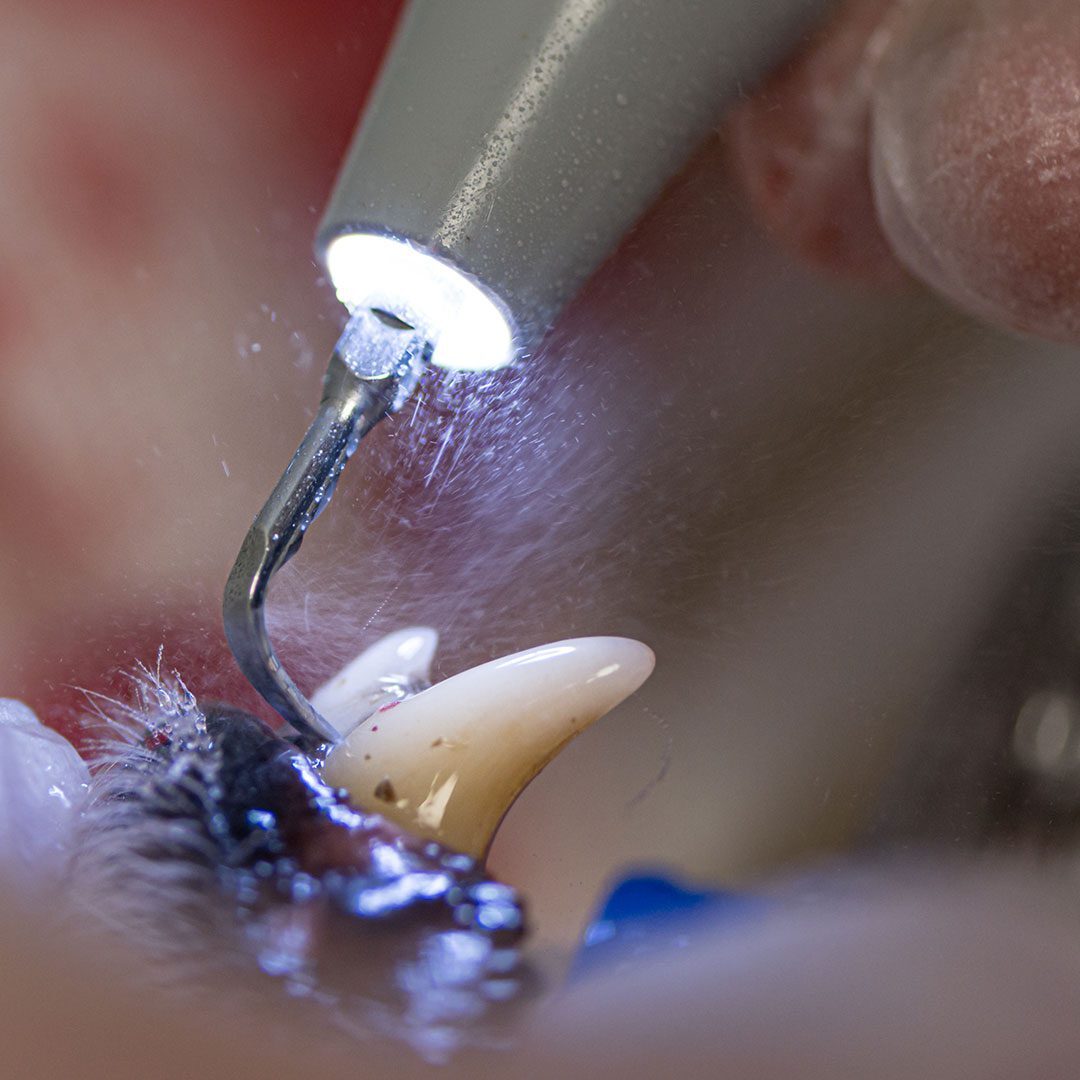 closeup of a dog's teeth being cleaned