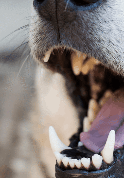 Dog Teeth