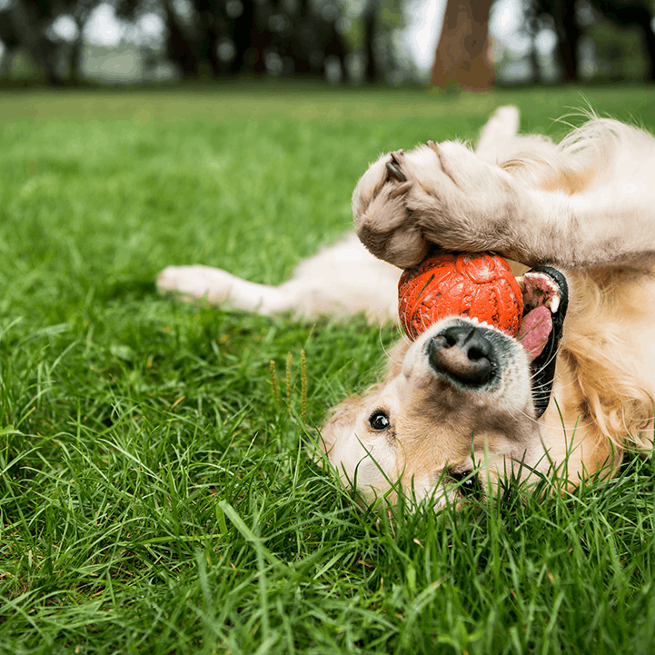 Golden Retriever Playing With A Ball In The Grass