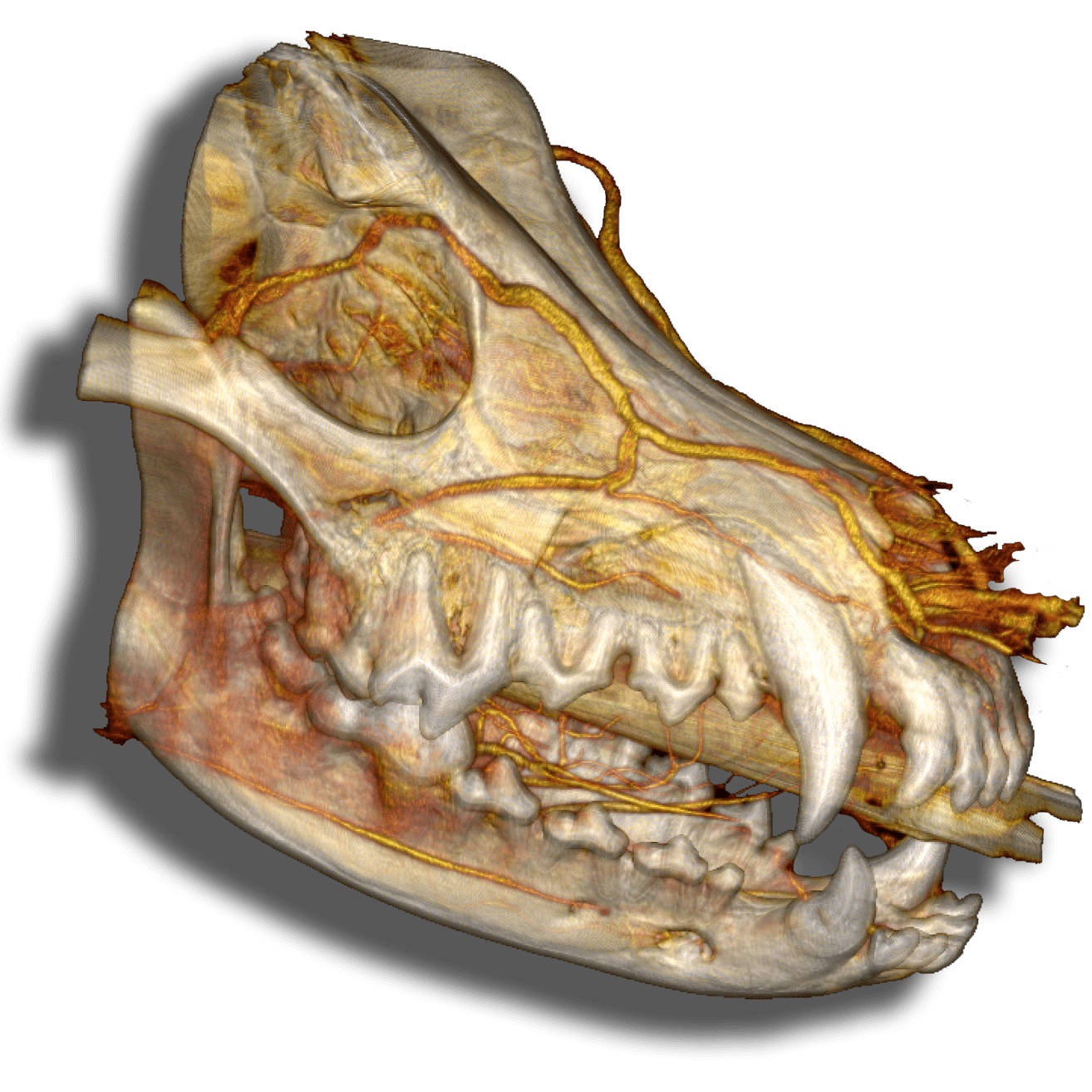 Skull 3d Contrast Reconstruction