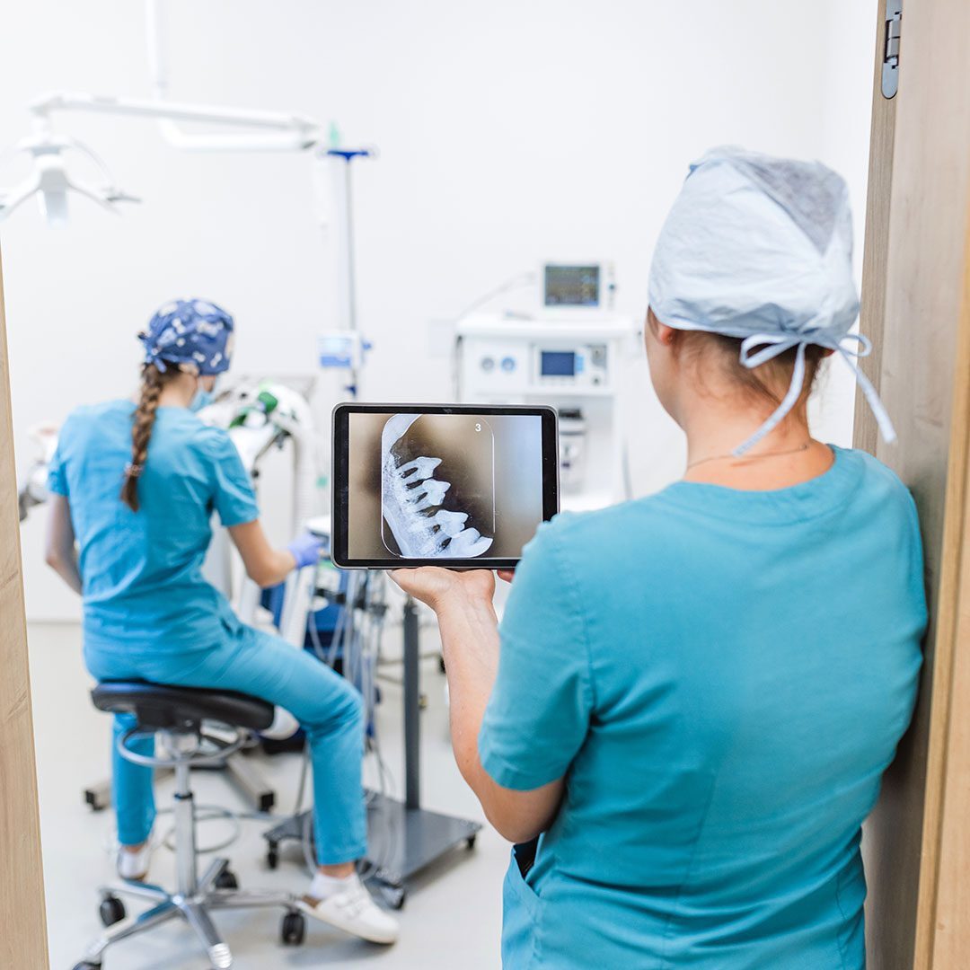Veterinary dentistry and oral surgery team during intervention on pet animal under anesthesia